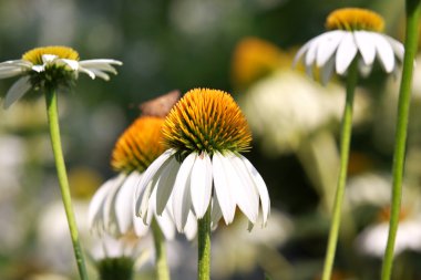 Black eyed Susans clipart