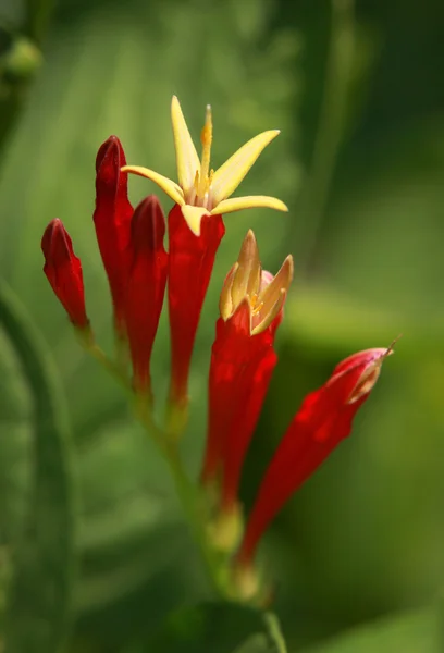 Freesia λουλούδι — Φωτογραφία Αρχείου