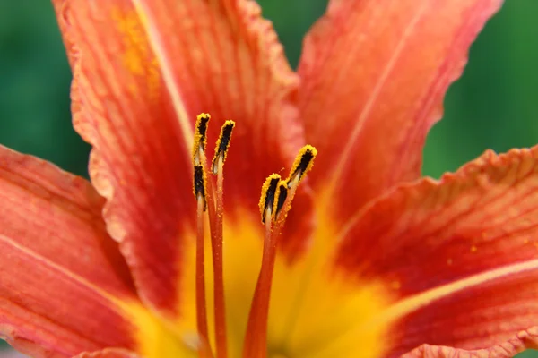 Stock image Tiger Lily flower