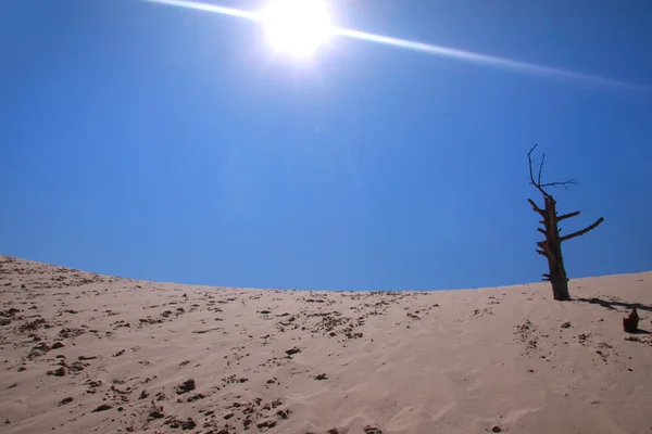 Яркое солнце и пустыня — стоковое фото