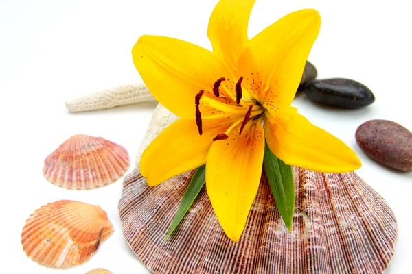 stock image Tiger lily and sea shell