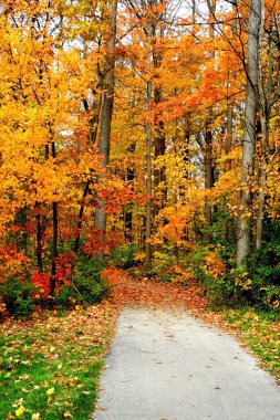 sonbaharda ağaçların üzerinden yol