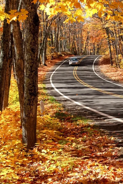 Road Through Maple Trees — Stock Photo, Image