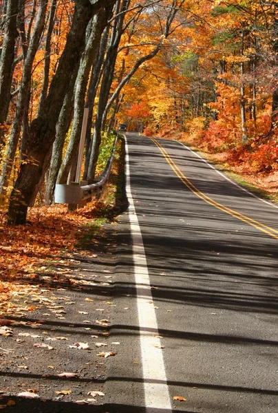 Sonbaharda ağaçların üzerinden yol — Stok fotoğraf
