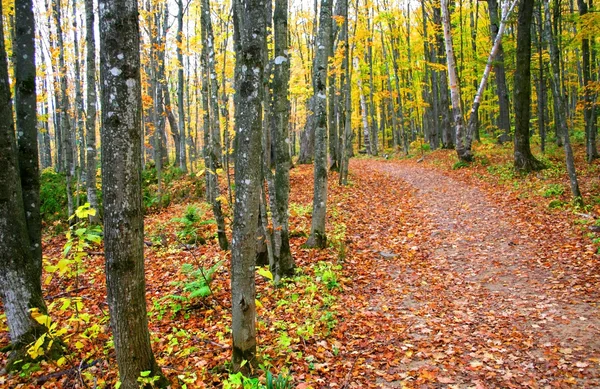Paseo a través de árboles de otoño — Foto de Stock