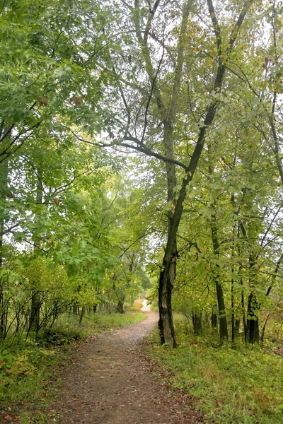 Walk Way Through Woods — Stock Photo, Image