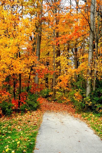 Route à travers les arbres d'automne — Photo
