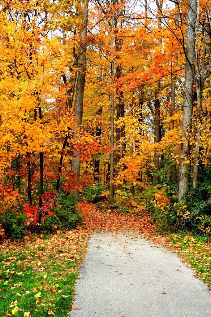 Road Through Autumn Trees — Stock Photo © snehitdesign #8479683