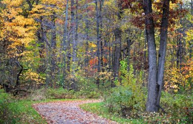 Autumn Drive Way clipart