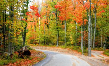 Autumn Drive Way clipart