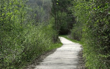 Ormanın yürüyüş yolu