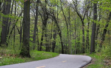 Ormanın yürüyüş yolu