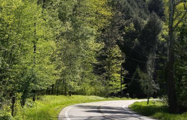 Ormanın yürüyüş yolu