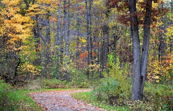 Autunno Drive Way — Foto Stock