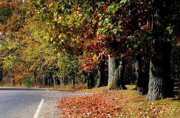Natursköna hösten gångväg — Stockfoto