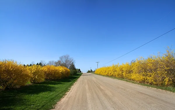 Tavaszi fák Road — Stock Fotó