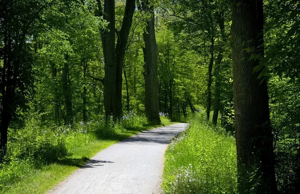 Bike Trail Through Forest — Stock Photo, Image