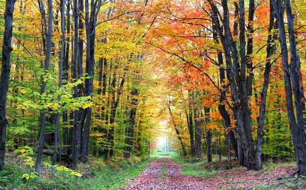 Camino de otoño a pie — Foto de Stock