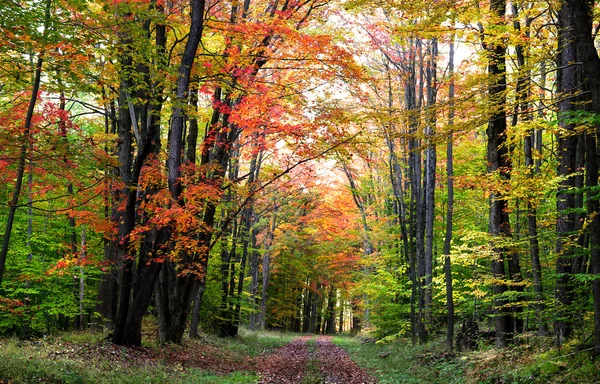 Autumn Walk Way — Stock Photo, Image