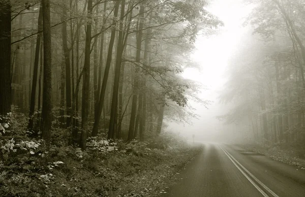 Autumn Drive en blanco y negro —  Fotos de Stock