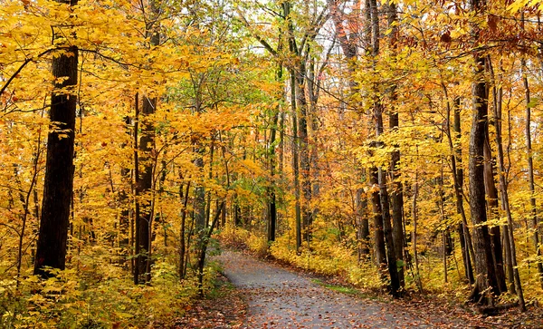 Autumn Walkway — Stock Photo, Image