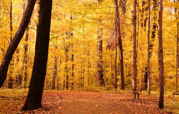 Яскраві осінні дерева — стокове фото