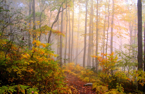 Foggy autumn morning in Allegheny national forest