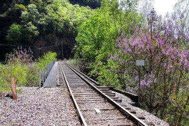 Train track through forest clipart