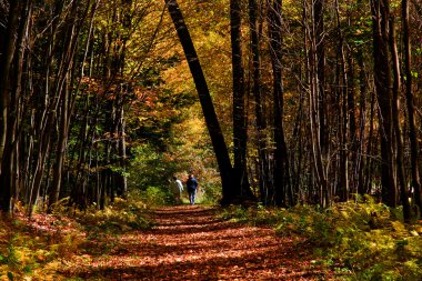 Couple Walking In The Forest clipart