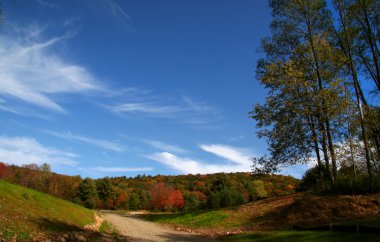 Autumn time trees clipart