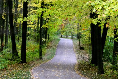 ormanda bisiklet yolu