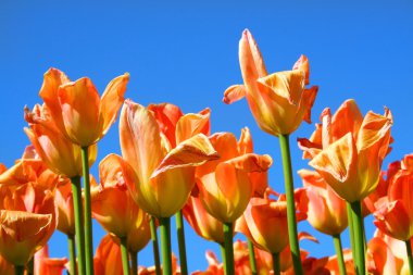 Orange Tulips clipart