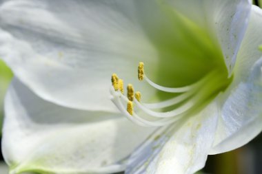 Beyaz lilly flower