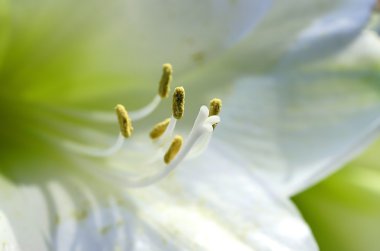 Beyaz lilly flower