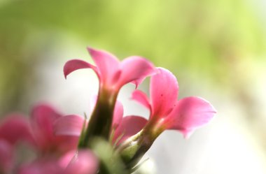 Close up shot of tiny flowers