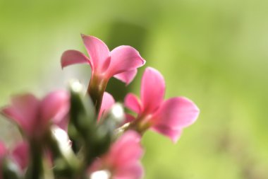 Close up shot of tiny flowers