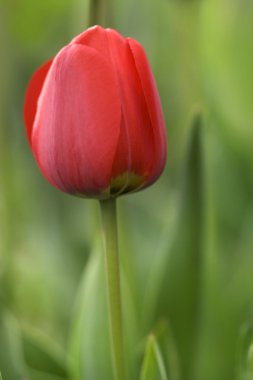 Kırmızı coloredtulip