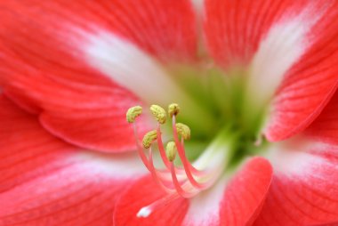 kırmızı lilly flower