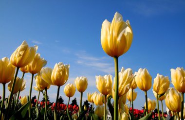 Yellow tulips clipart