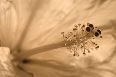 Hibiscus sepya içinde