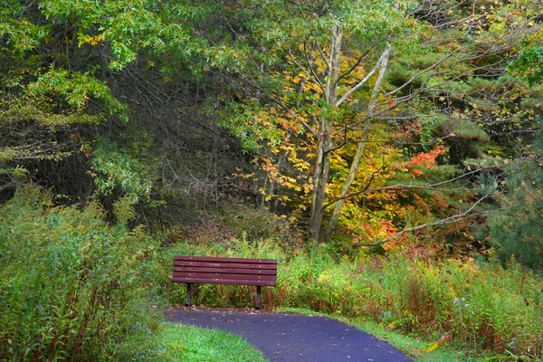 Single Bench In The Forest — Stock Photo, Image