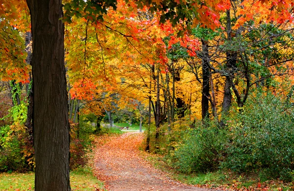Colorful Autumn Scene — Stock Photo, Image