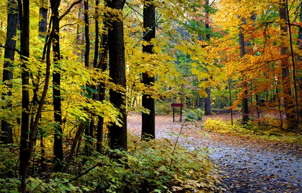 Floresta de outono — Fotografia de Stock