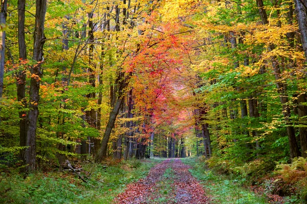 Podzimní procházka způsobem — Stock fotografie