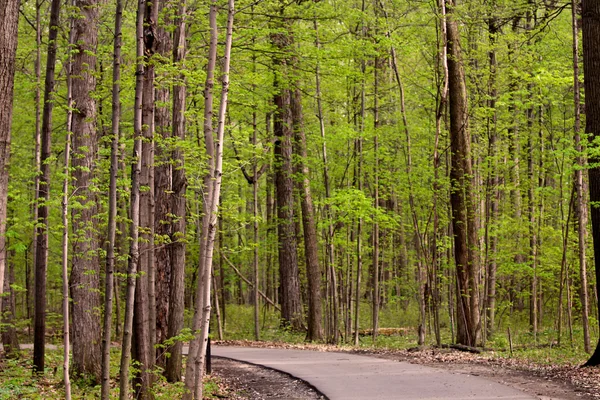 Ormanın yürüyüş yolu — Stok fotoğraf