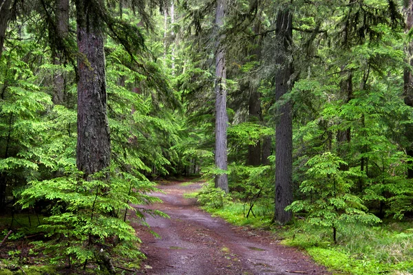 森の風景 — ストック写真