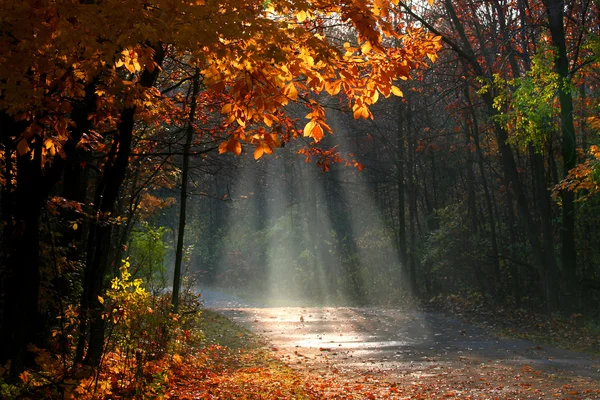 stock image Misty autumn landscape