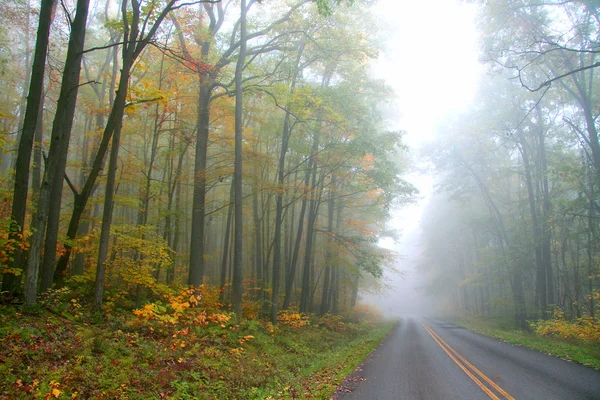 Foggy autumn drive — Stock Photo, Image