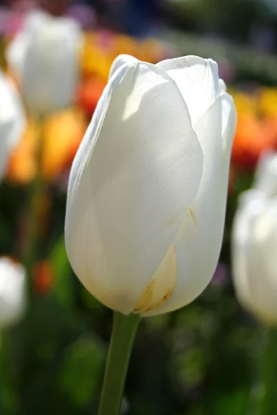 stock image White Tulip