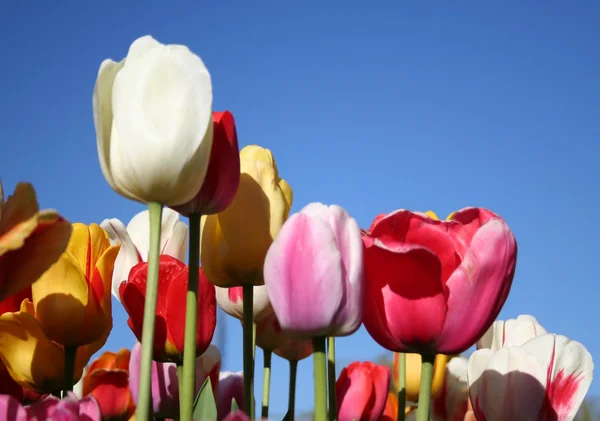 Stock image Tulip time